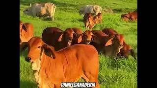 Brahman Rojos 🐮🧬