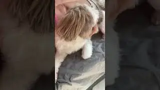 #shihtzu