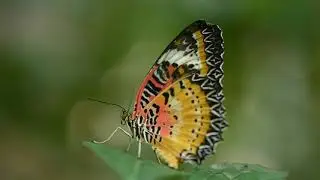 Butterfly has nice zigzag pattern over its back