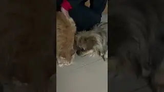 #дружба пушистиков❤️