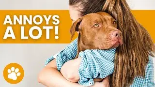 17 Actions That Annoy Your Dog