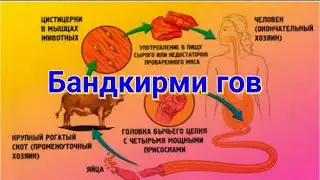 Синкли инкишофи Бандкирми гов ва хук