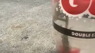 Preying mantis moving
