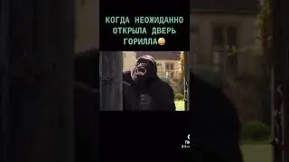 Горилла и Дулитл