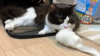 【切り抜き35】続 白ねずみと猫  Mona with a white mouse.