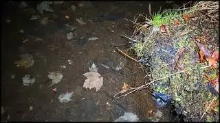 Ambystoma Maculatum