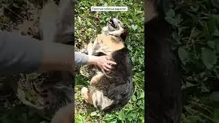 Простые радости собак приюта "Лучший Друг"