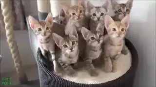 Gatitos tiernos y graciosos