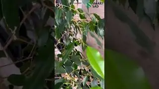Фикус. Спасение. Уход. 