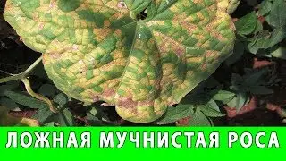 ЛОЖНАЯ МУЧНИСТАЯ РОСА ОГУРЦОВ ПЕРОНОСПОРОЗ