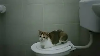 toilet cat loaf