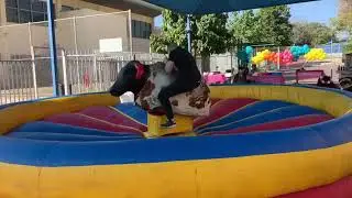 השור הזועם