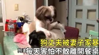 狗狗躲在餐桌一個月，竟是因為愛吃醋的妻子背後讓人哭笑不得