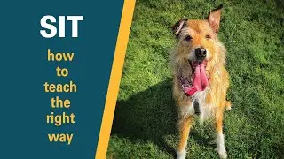 Teach a puppy to SIT | The RIGHT way to teach a dog to sit | How to lure a dog correctly