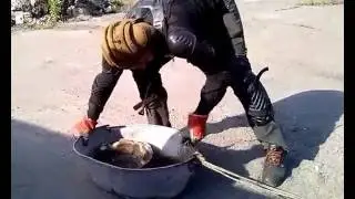 Веселые старты