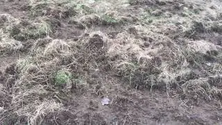 The boars plowed the field.