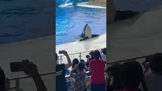 So huge and lovely Killer Whale in Shanghai Sea animal park