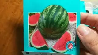 Проращиваю арбузы,дыни,кукурузу🍉🌽!!!
