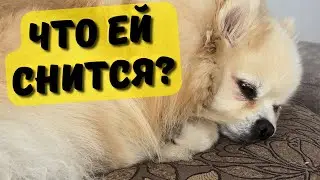 Spitz Gabby 🐾 How our dog sleeps