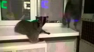 У енотов party hard)))