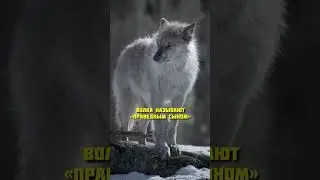 СИЛА ВОЛКОВ