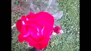 Розы ещё цветут 2