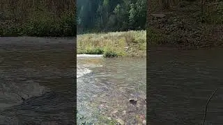 Река Шурша 