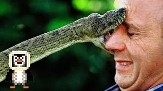 10 Pets That Killed Their Owner