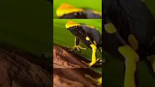 ## തവളകൾ മനുഷ്യനെ കൊല്ലുമോ?## Yamees Corner #@