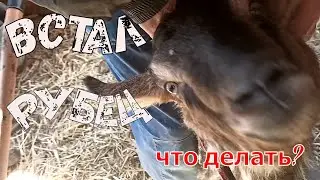 У Козы встал рубец день первый