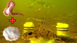 Рыбалка🎣 ОН УТАЩИЛ КАМЕРУ И ОБОРВАЛ ЛЕСКУ! Поклевка на Червя🐛Реакция рыбы на Чеснок🧄Подводная съёмка