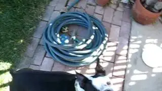 Fetch with Buster