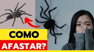 COMO ELIMINAR ARANHAS DA RESIDÊNCIA/ARANHA dentro de casa