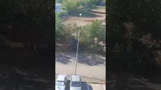 На пр.Прбеды . Безжалостно ломают деревья . На против магазина Фаренгейт пр.Победы 149/1