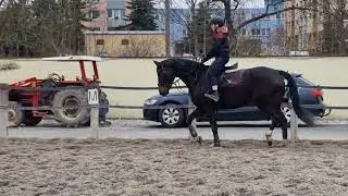 6yo mare with 12yo boy
