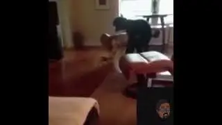 Animals from the hood bitch rape 