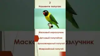 Квиз "Минутка" - "Попугаи" #квиз #попугаи #птицы