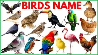 Birds Name | learn 50 Birds Name with Images | Birds Vocabulary for Kids 