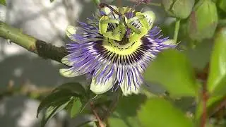 Flor de Pasionaria  ¦ inicio de la primavera  ¦ sonidos naturales, aves, perros, etc