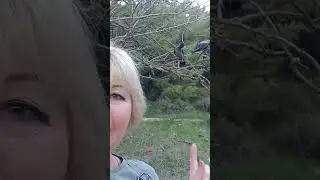 Встреча с дикими друзьями.