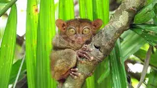 Wild tarsier