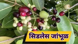 सिडलेस जांभूळ #Seedless Jamun