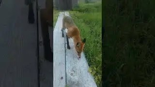 Лиса и малина.