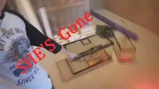My Snake Escaped