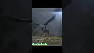 Орел уносит свою добычу 