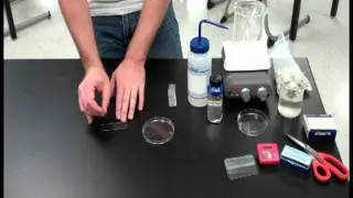 Onion Root Tip Mitosis