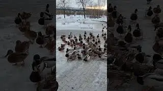 Утки бегут за едой