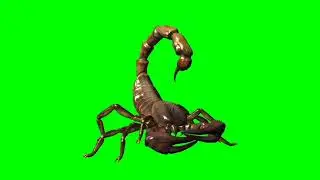 Scorpion // scorpion crawl right // 