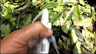 measuring temp of composting pittosporum leaves