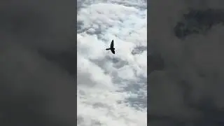 BIRD of PREY HOVERING in the AIR o CYPRUS ISLAND